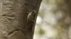 253427 – Photo : P. Becavin – Madagascar
